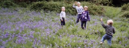 Bluebells of Wales
